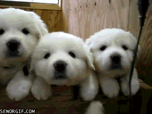puppies all the same