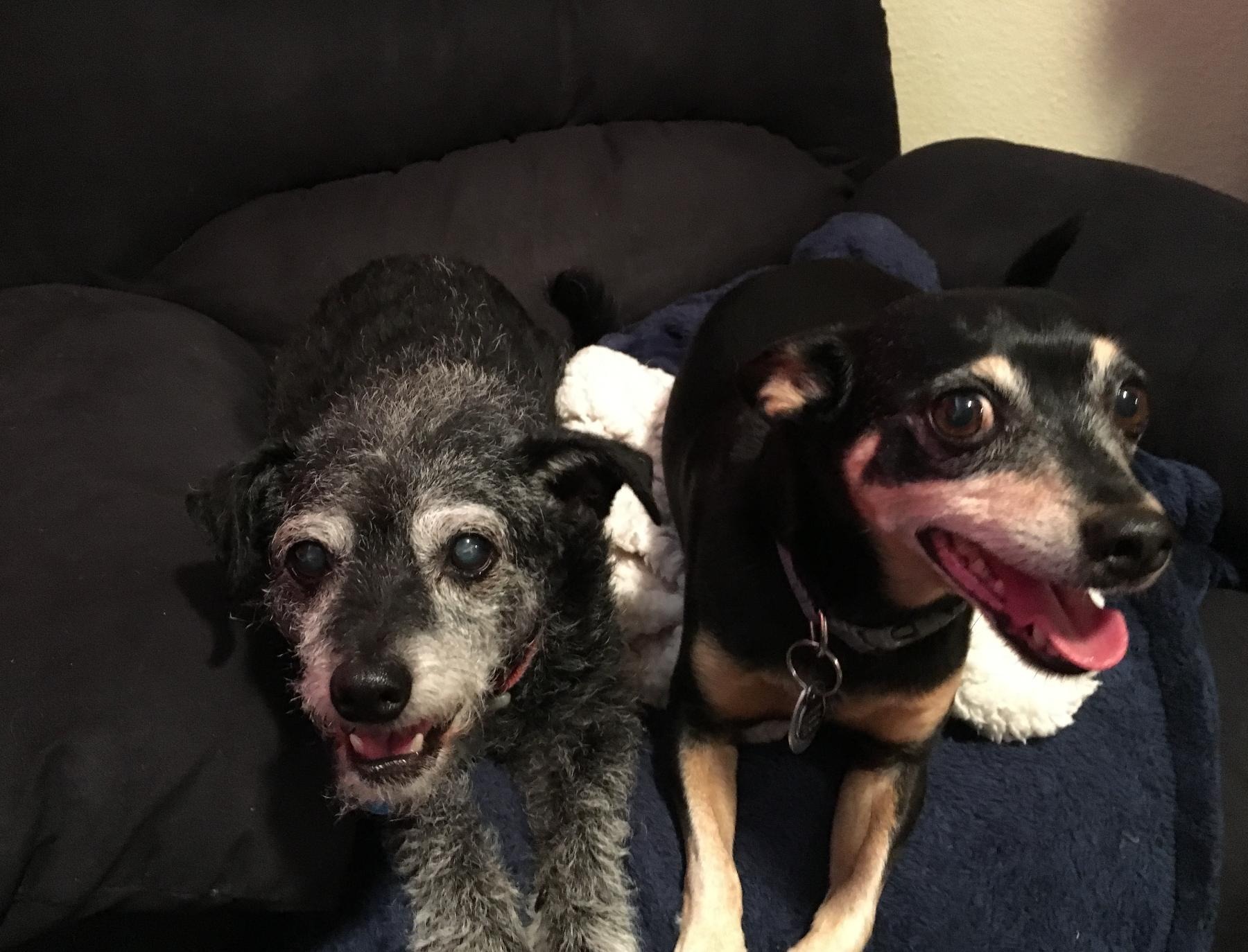 Jackson (a black and brown chihuahua with his head on Jasper sitting on the couch)