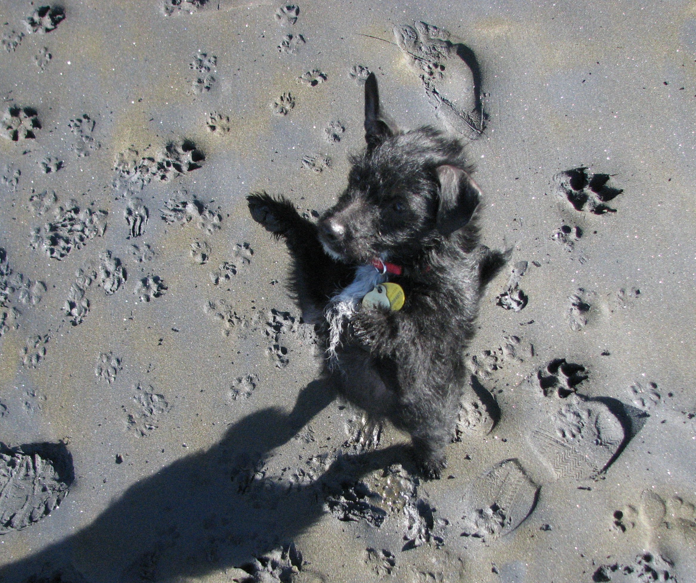Jasper (a black terrier) standing up on the beach