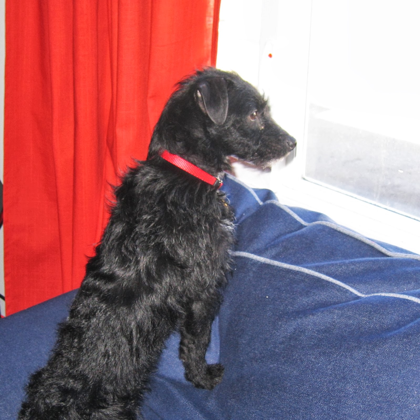 Jasper (a black terrier) waiting at the window for me to come home